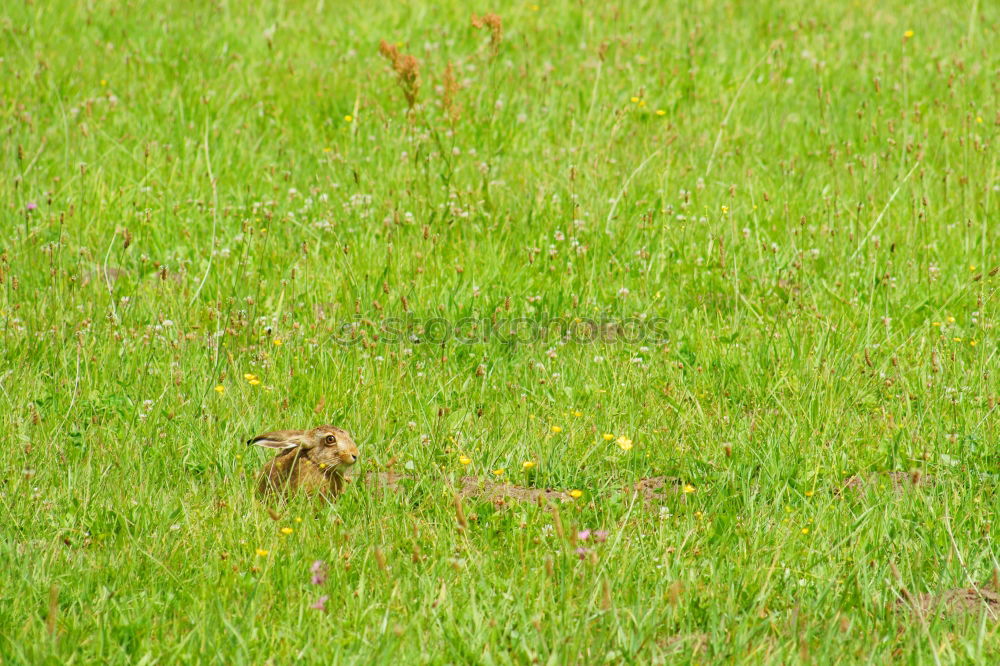 Similar – hide and seek (Capreolus capreolus)