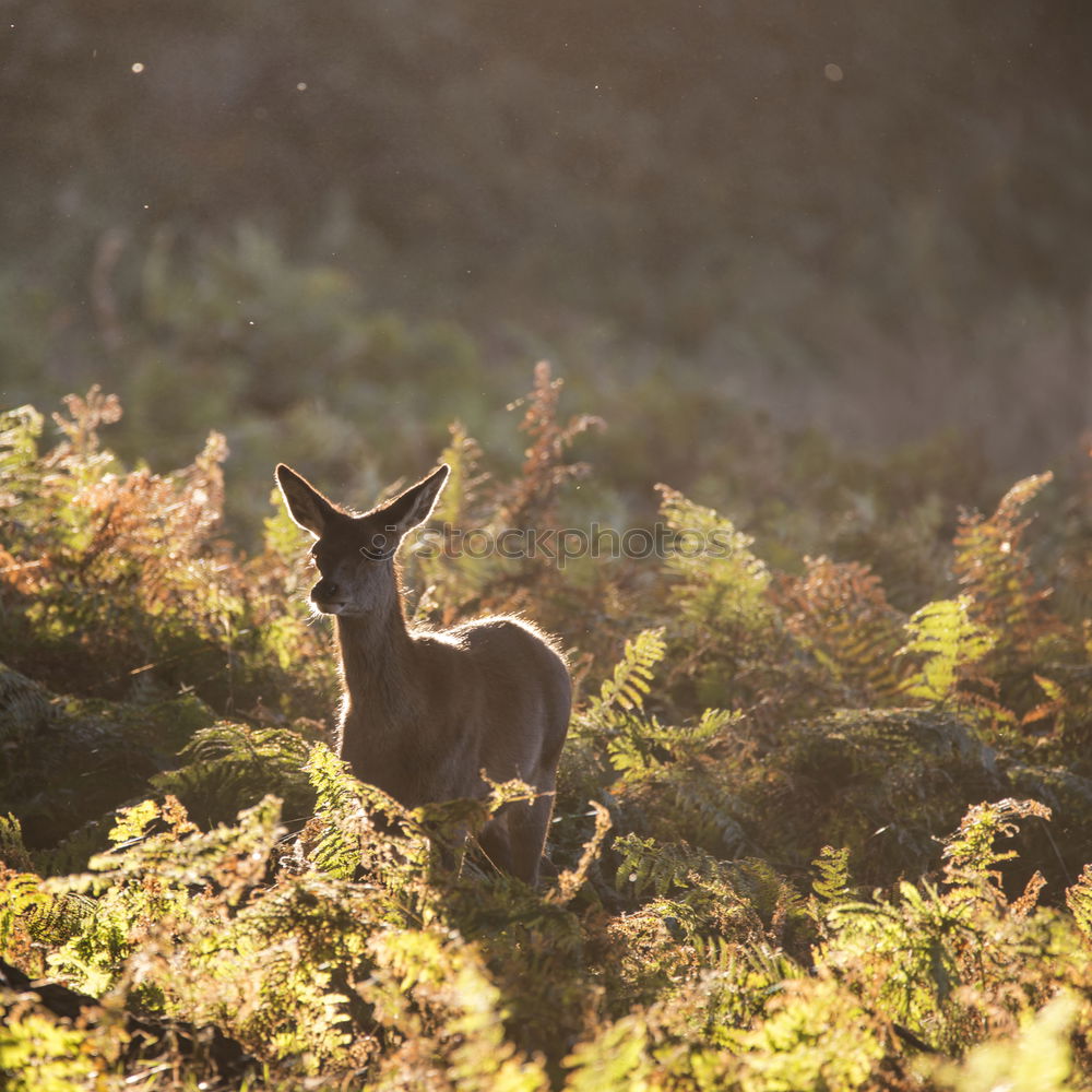 Similar – Image, Stock Photo Deer cow in the Highlands of Scotland