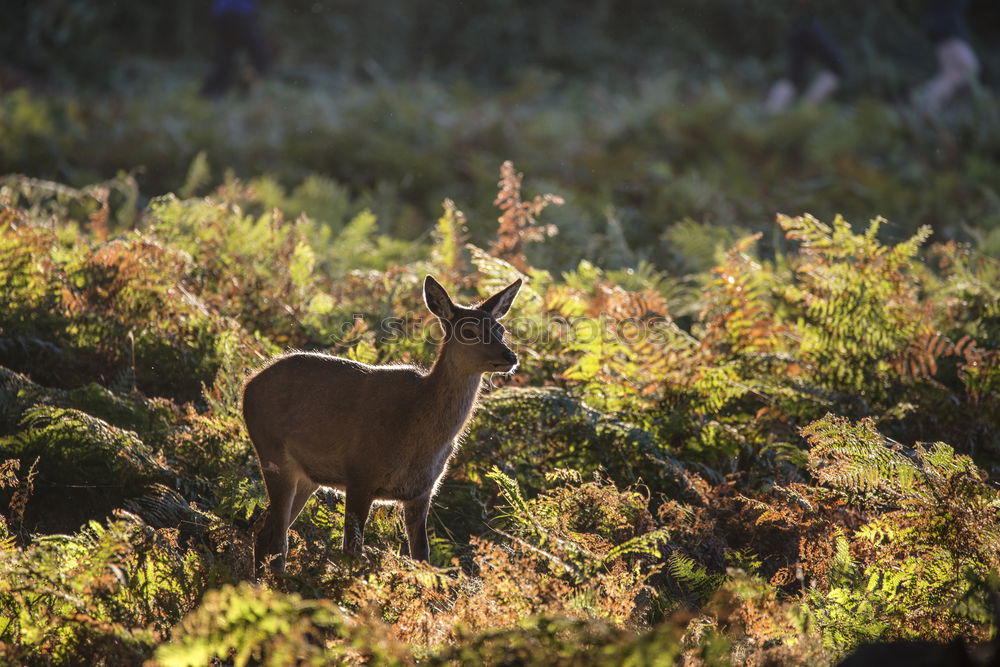 Similar – Image, Stock Photo Young stag in picturesque landscape in Scotland