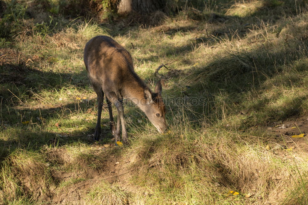 Similar – munching deer Animal