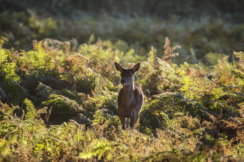 Image, Stock Photo Young stag in picturesque landscape in Scotland