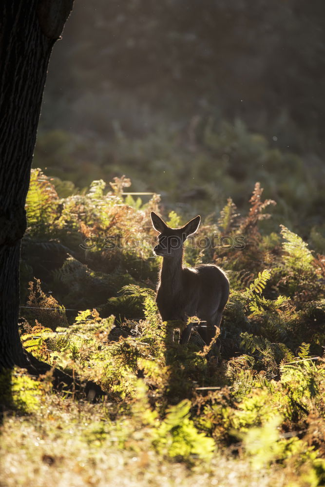 Similar – Image, Stock Photo Deer cow in the Highlands of Scotland