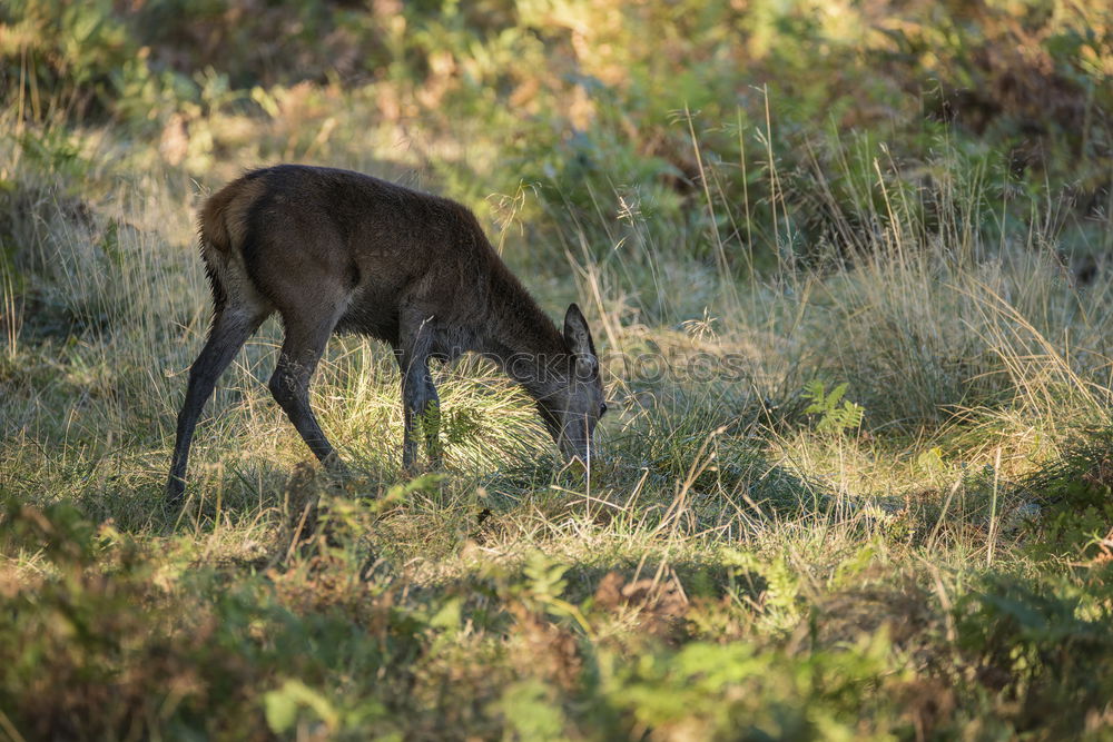 Similar – munching deer Animal