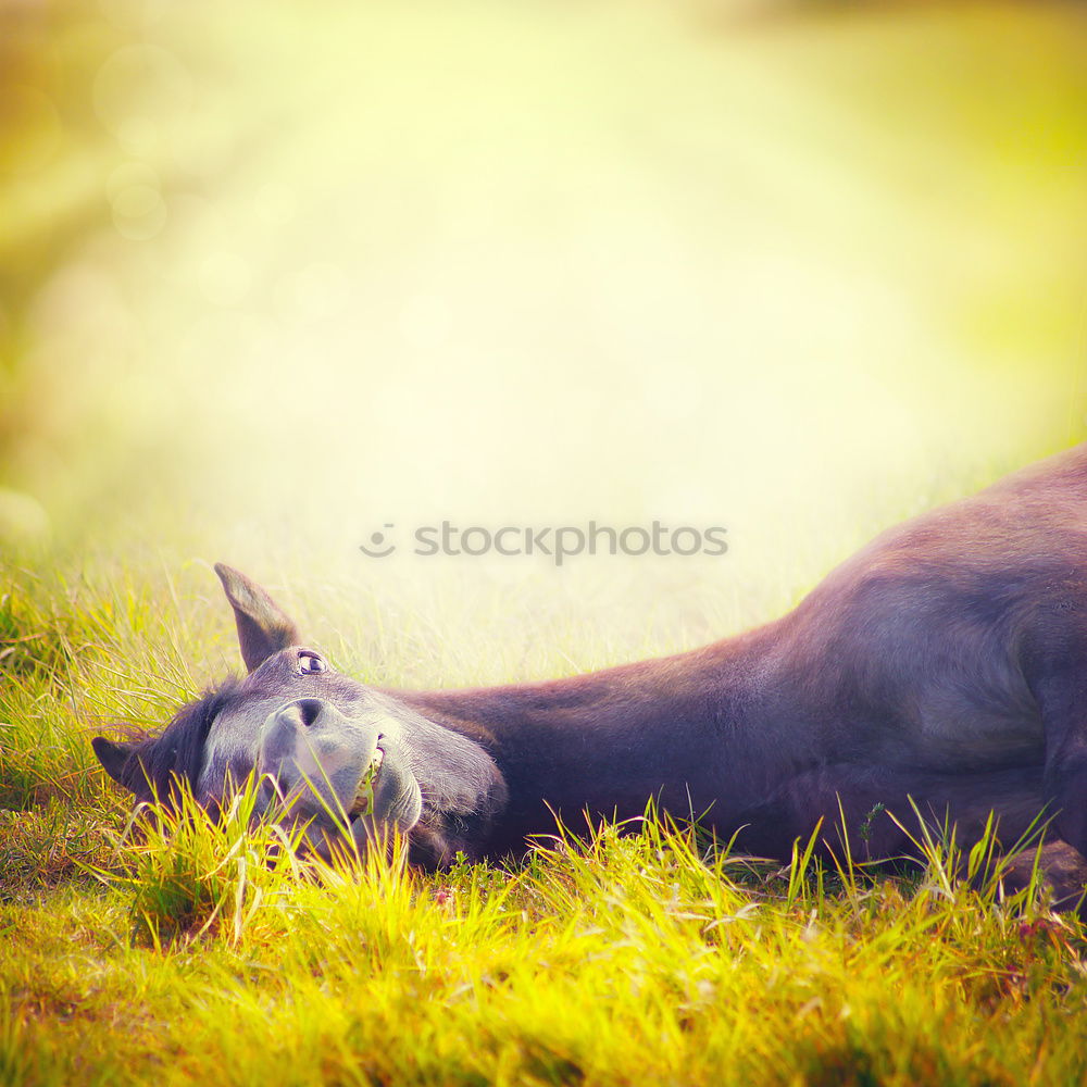 Similar – Image, Stock Photo grass-eaters Nature Animal