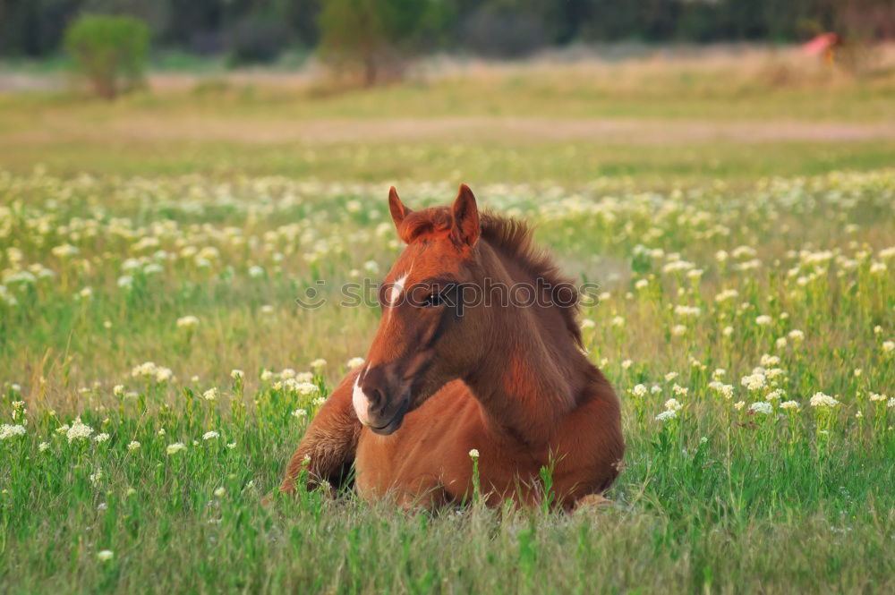 Similar – Image, Stock Photo Brown horse in a meadow filled