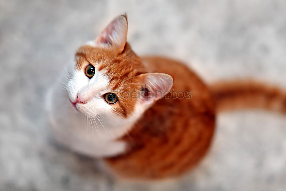 Similar – Image, Stock Photo Another cat. Meat Animal