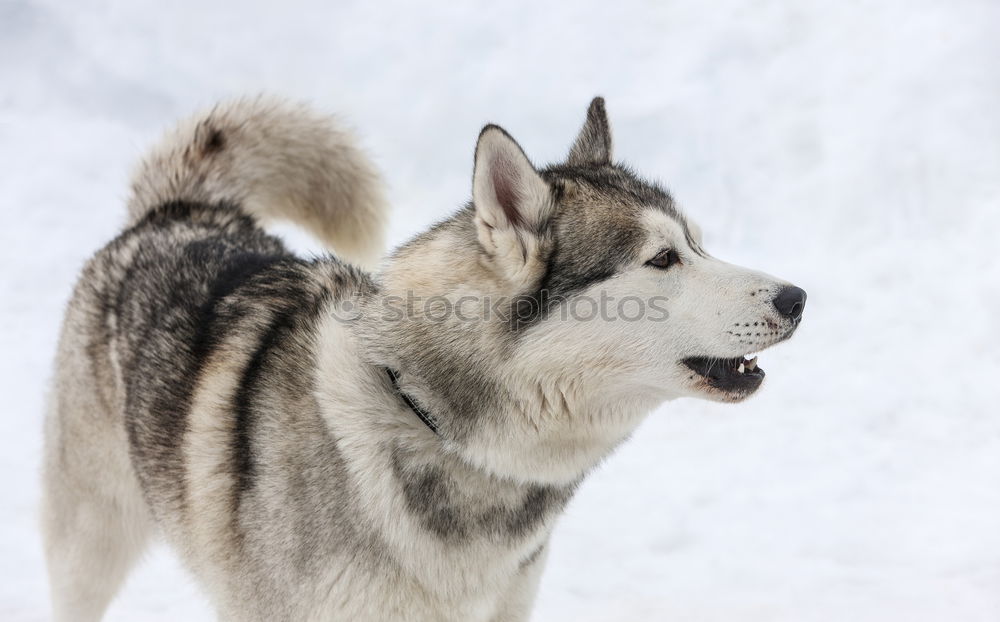 Similar – two playing huskies Winter