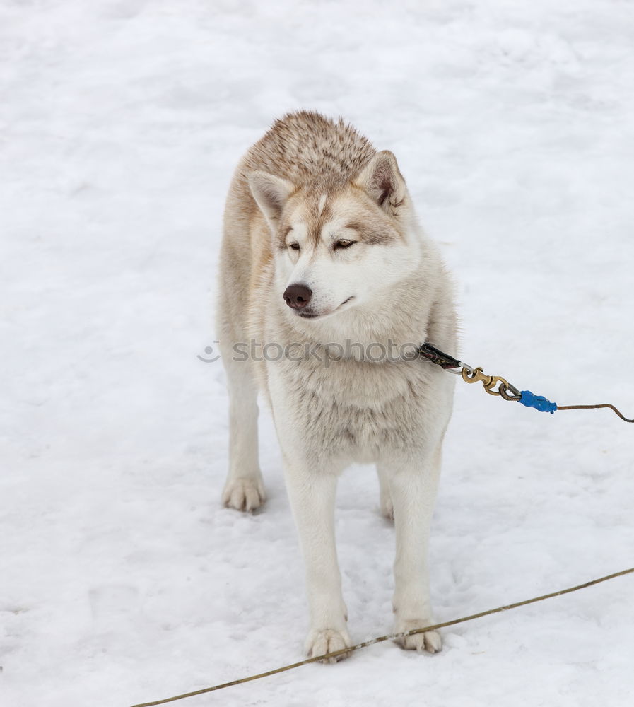 Similar – Foto Bild Es war einmal Winter