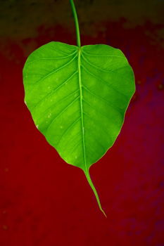 Image, Stock Photo three yellow leaves Plant