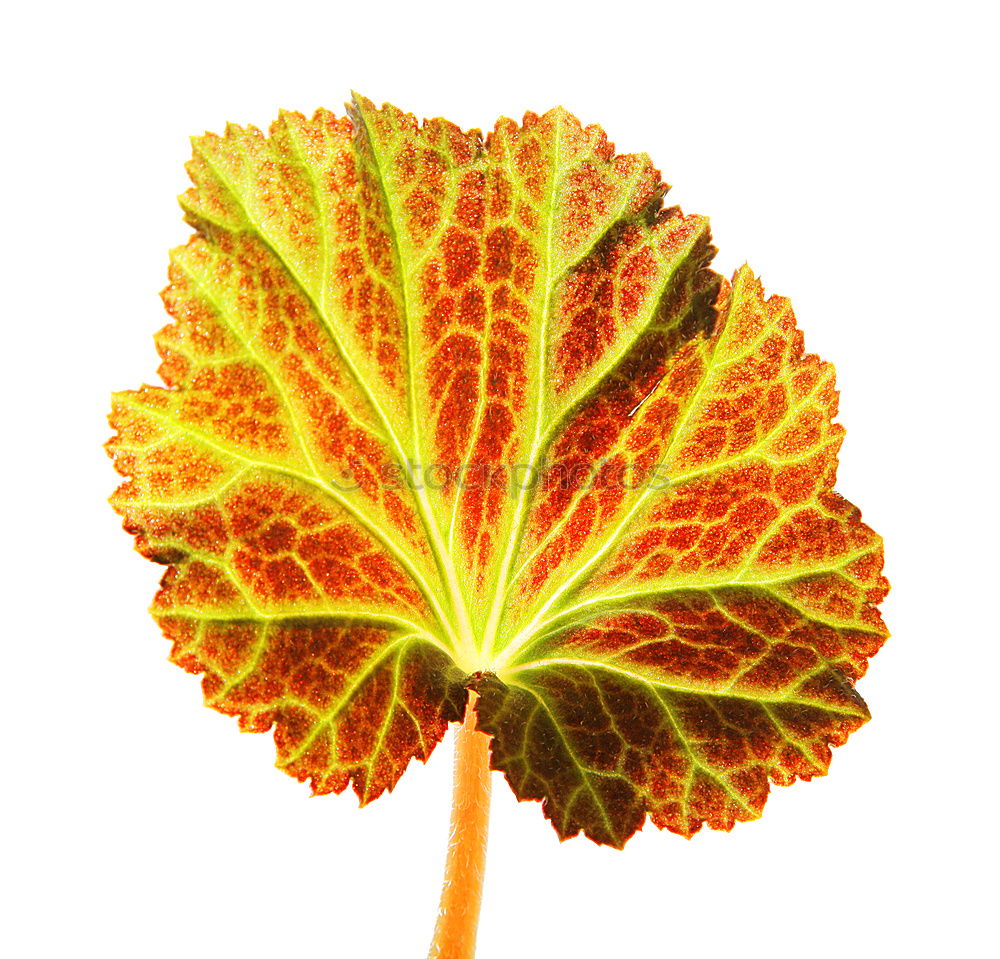 Similar – Luminous leaves