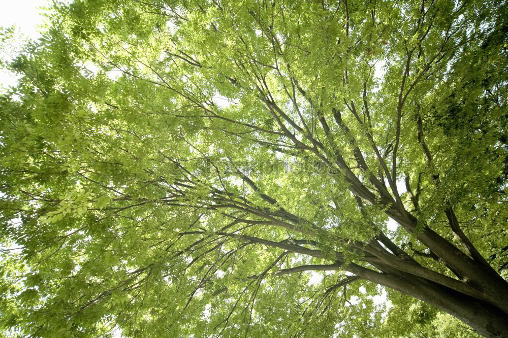 Similar – Image, Stock Photo Green Lung Colour photo