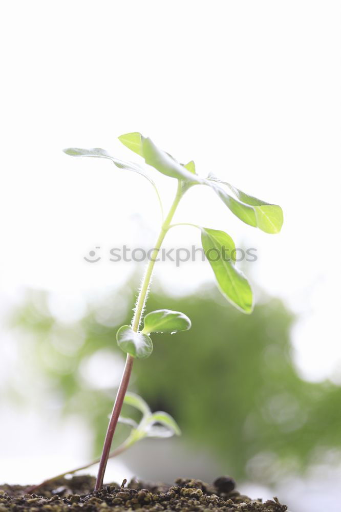 Similar – Image, Stock Photo hand holding leaves in spring or summer season