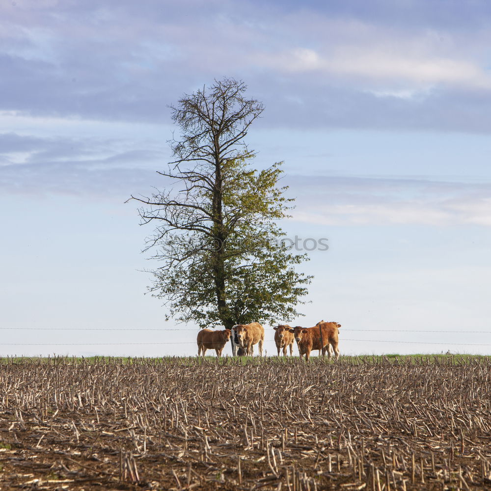 Similar – Cows enjoying the sunset