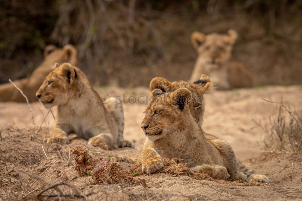 Similar – Image, Stock Photo Large flap Lion Baby lion