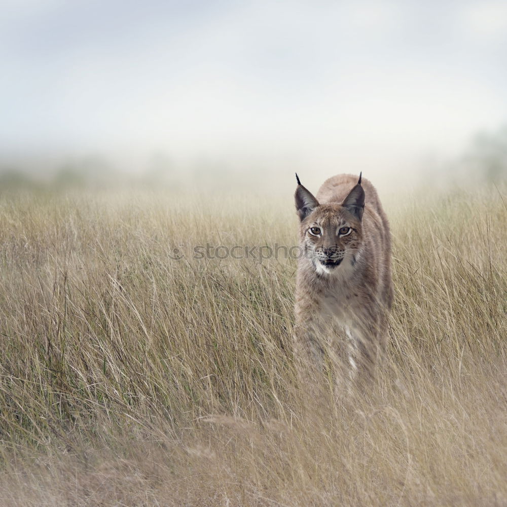 Similar – Foto Bild Böckchen Natur Felsen