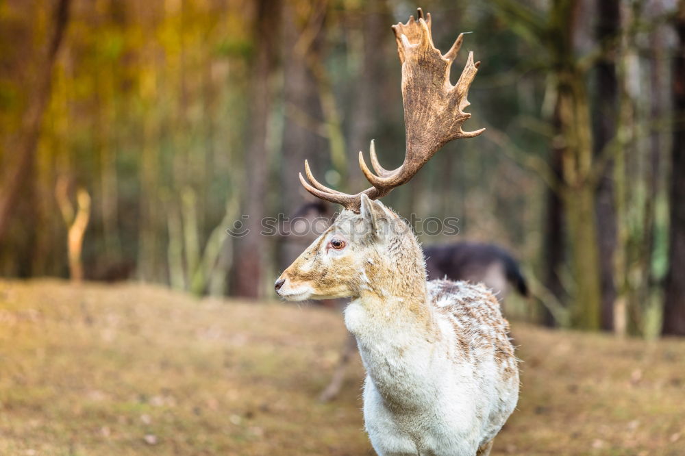 Similar – Image, Stock Photo Graceful fallow deer in woods