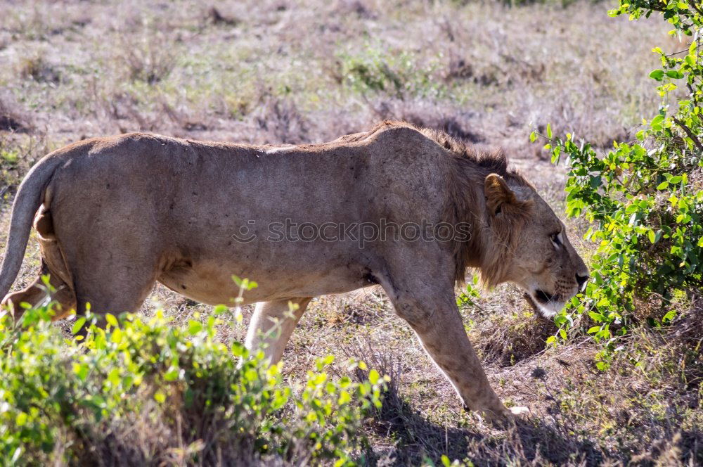 Similar – Image, Stock Photo # 846 Elephant Colossus