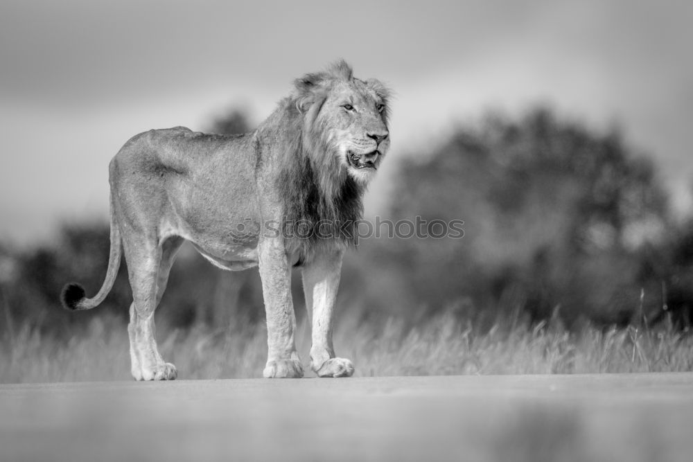 Similar – lions field Africa