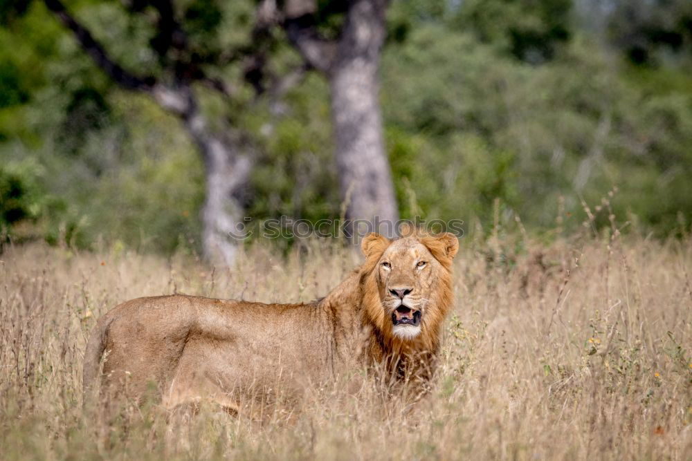 Similar – The Queen Lioness King