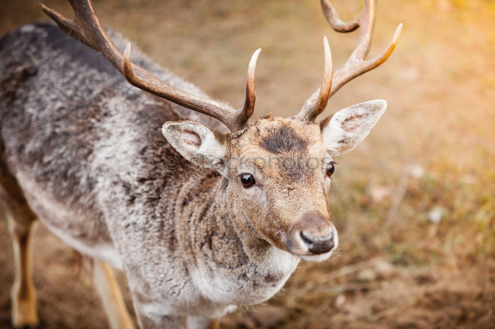 Similar – portrait of a fallow deer stag