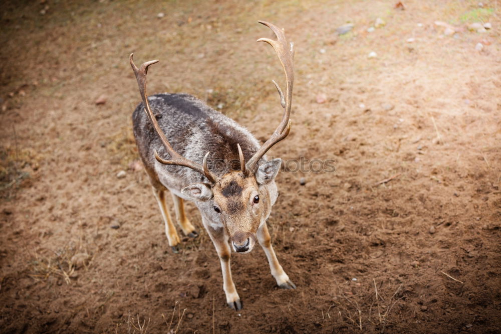 Similar – Image, Stock Photo Bambi Roe deer Forest Fawn