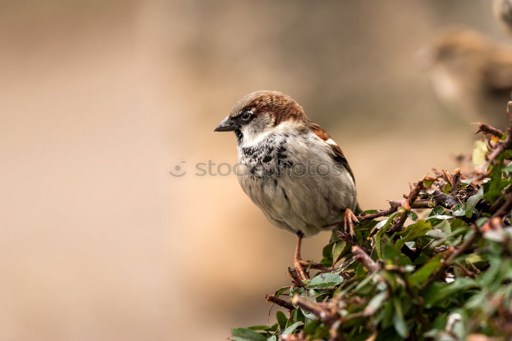 Similar – Big sparrow in autumn leaves