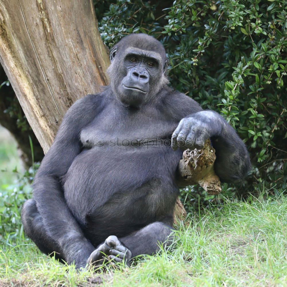 Similar – behind bars Animal