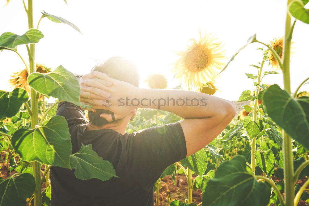 Image, Stock Photo woman in sunflower field, spain