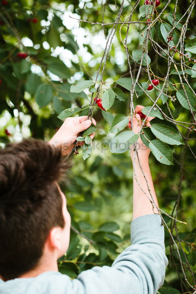 Similar – Image, Stock Photo Young man picking cherry berries from tree