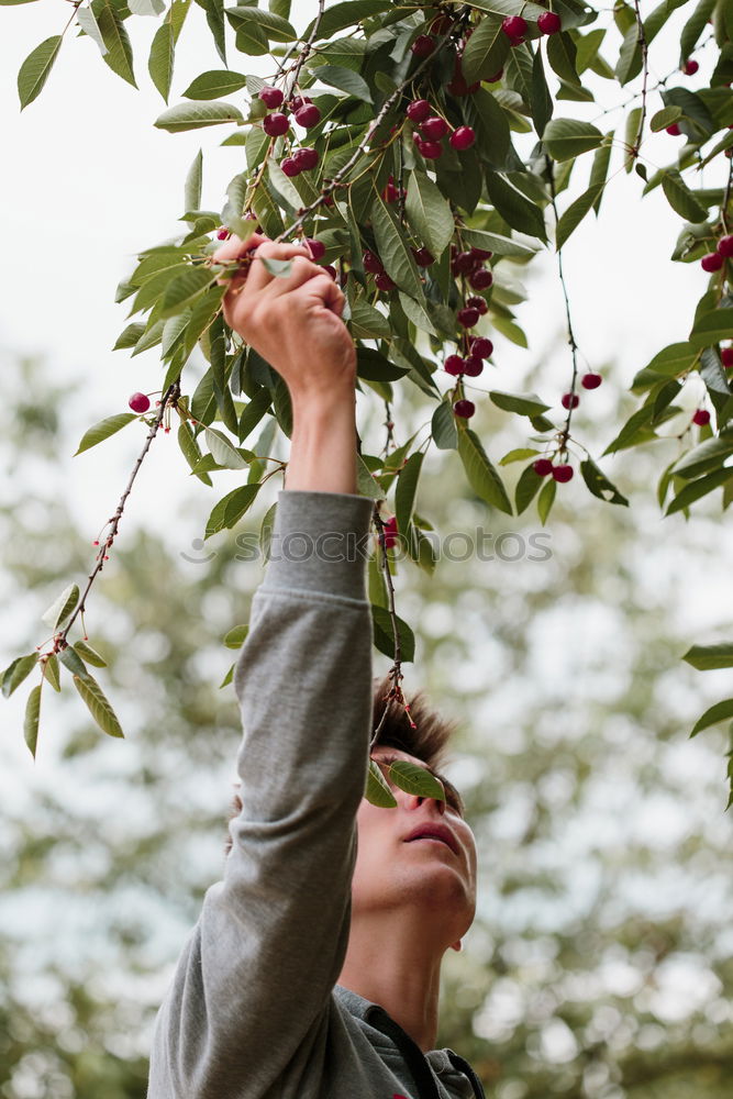 Image, Stock Photo Young man picking cherry berries from tree