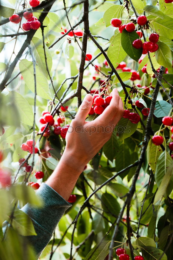 Similar – Image, Stock Photo Young man picking cherry berries from tree