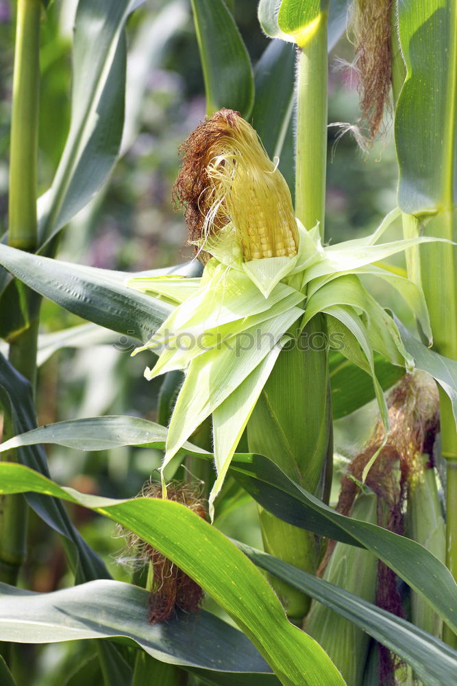 Image, Stock Photo maize field Food Vegetable