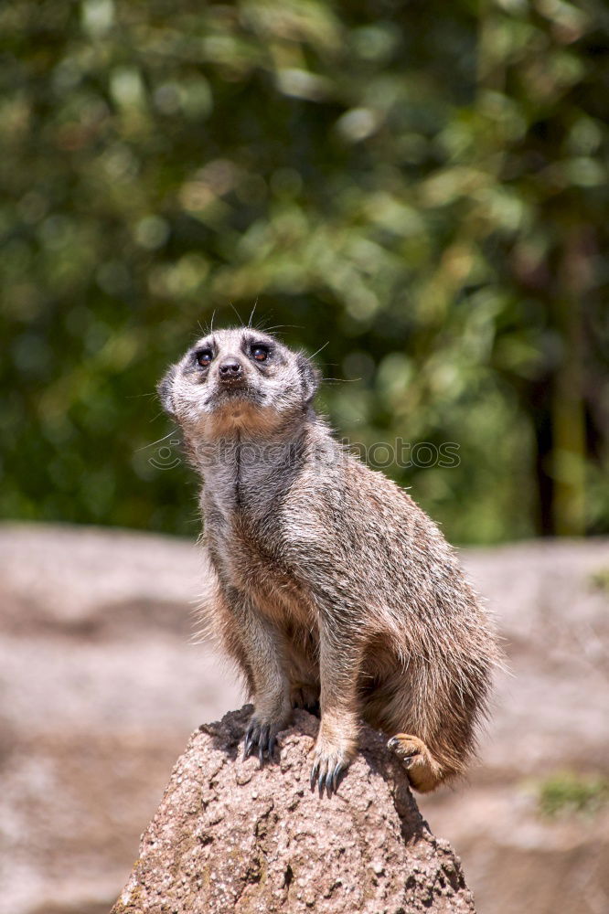 Similar – Mongoose Zoo Nature Animal