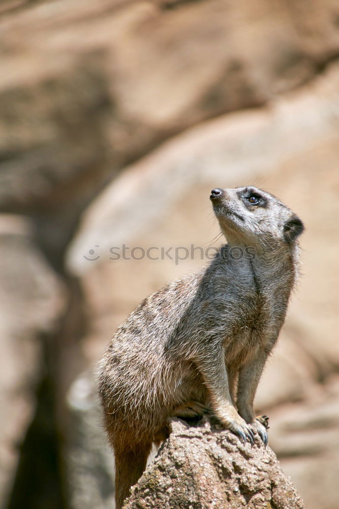 Similar – crazy Chipmunk Nature