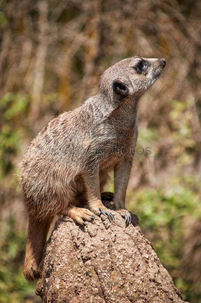 Mongoose Zoo Nature Animal