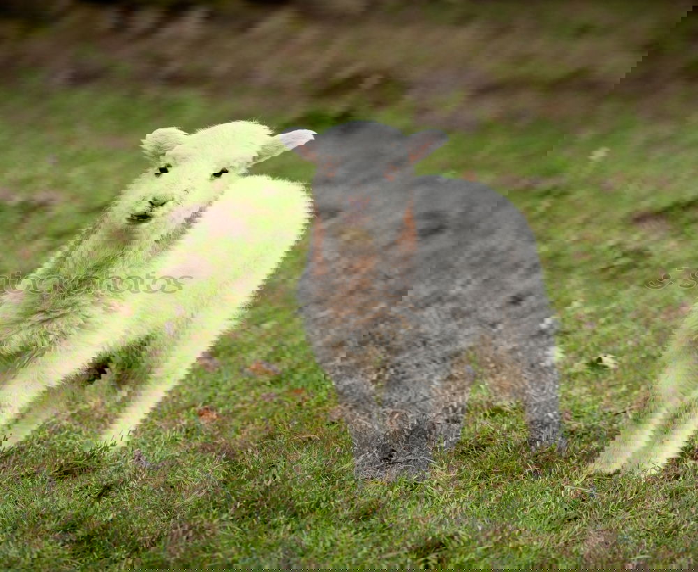 Image, Stock Photo two lambs in the meadow