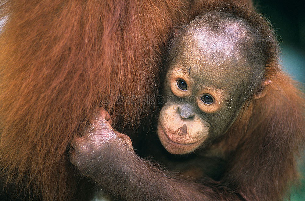 Similar – Image, Stock Photo baby monkey Sri Lanka