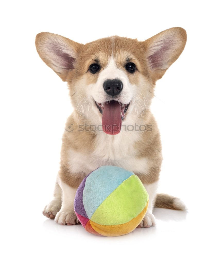 Similar – Image, Stock Photo Dog with ball Nature