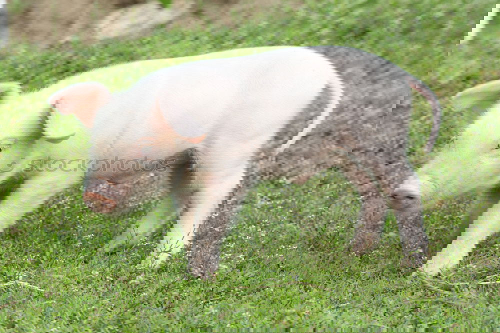 Similar – Image, Stock Photo Spotted pig Piglet eats piglets