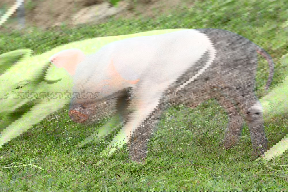 Similar – Image, Stock Photo Spotted pig Piglet eats piglets