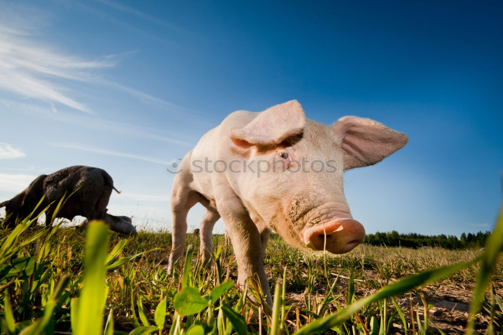 Similar – Image, Stock Photo Come on, truffle man!