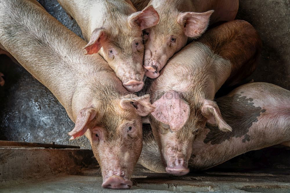 Similar – Young pigs on straw Meat