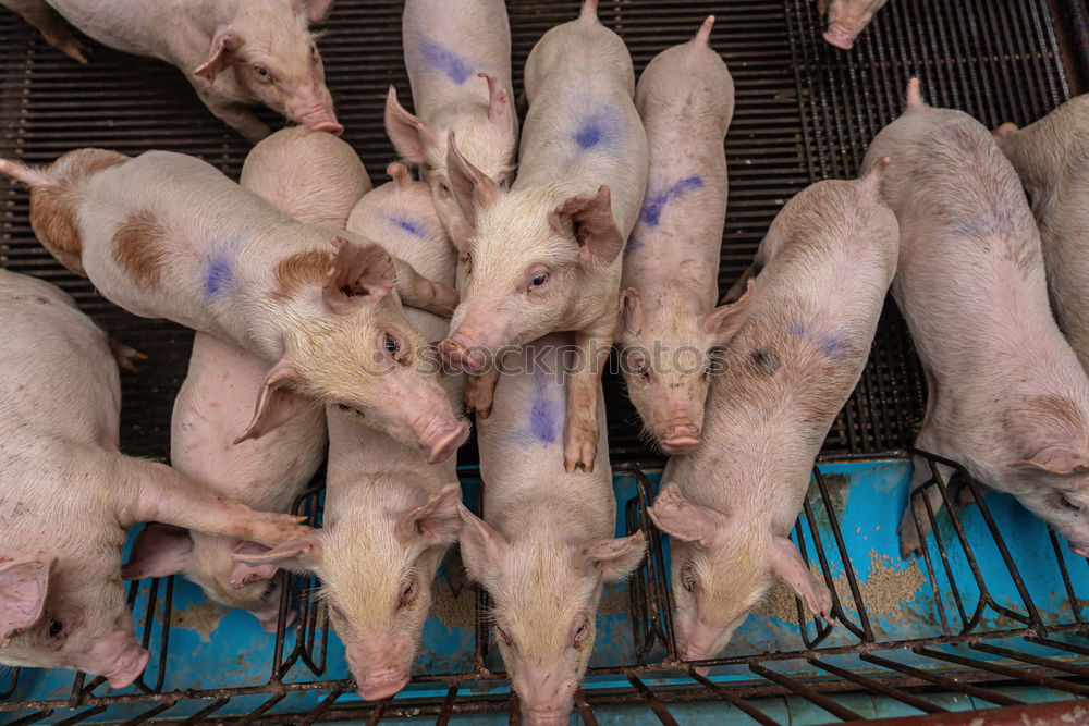 Similar – Foto Bild kaltes grausen Schwein