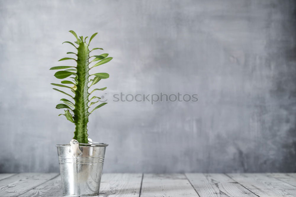 Similar – mountain pine Spring Plant