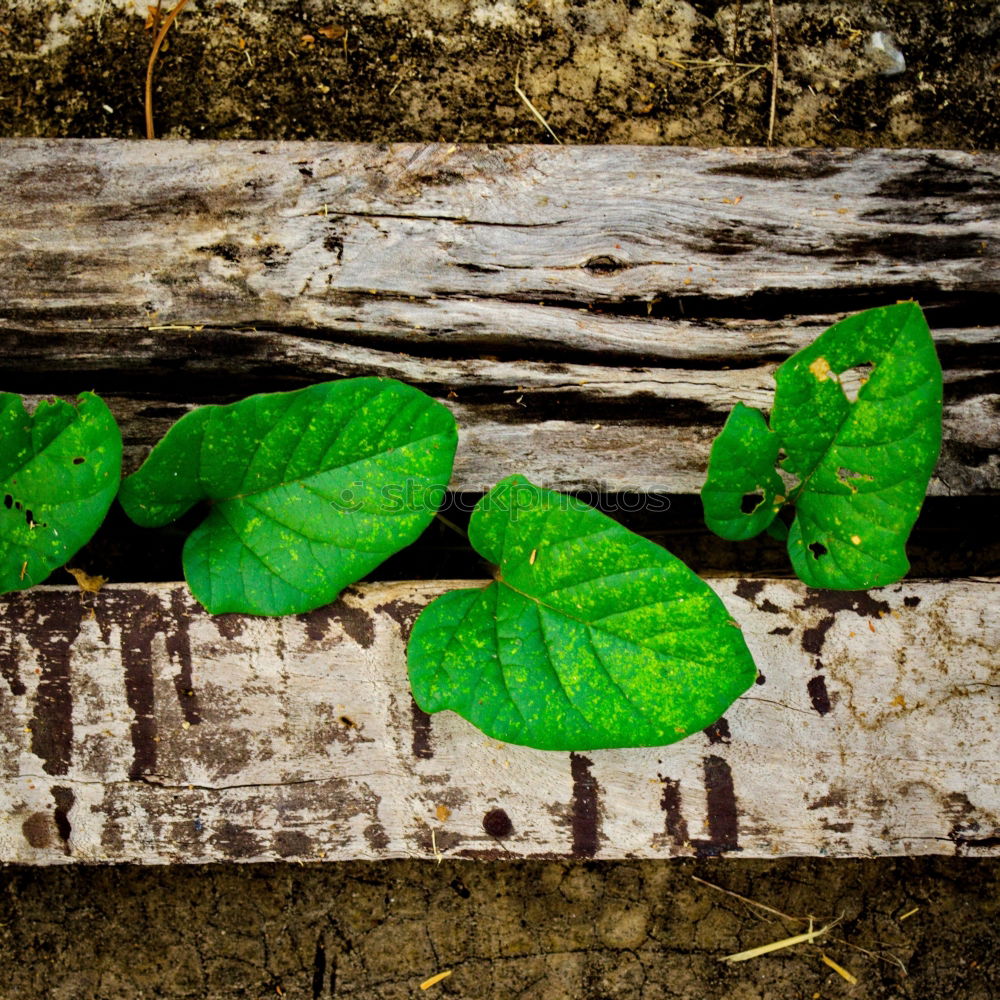 Similar – Vegetable cultivation on the balcony