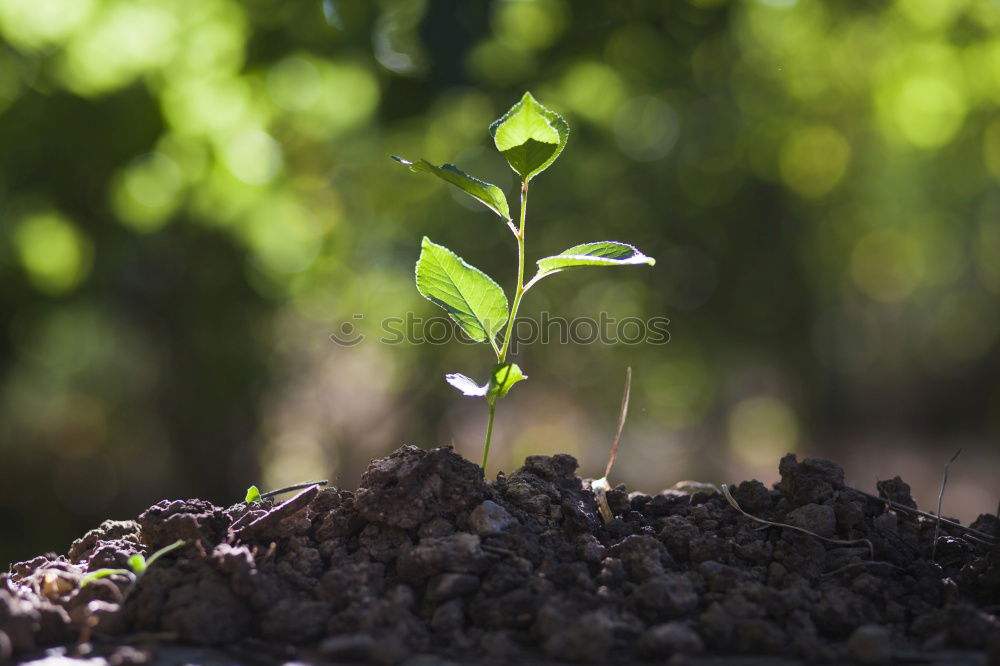 Similar – Image, Stock Photo subculture Plant Moss Leaf