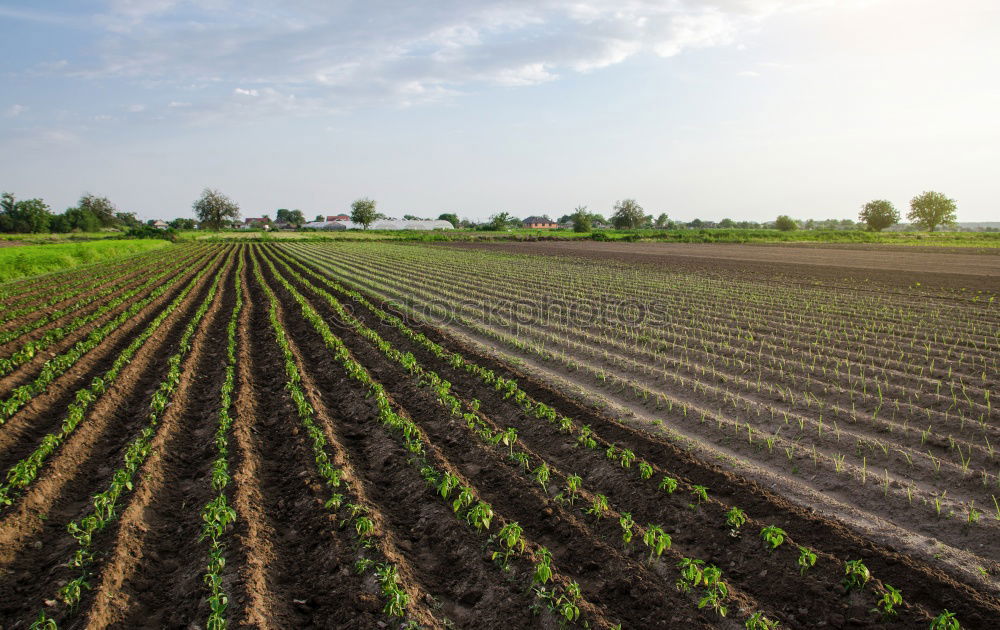 Similar – Image, Stock Photo salad Food Lettuce Salad