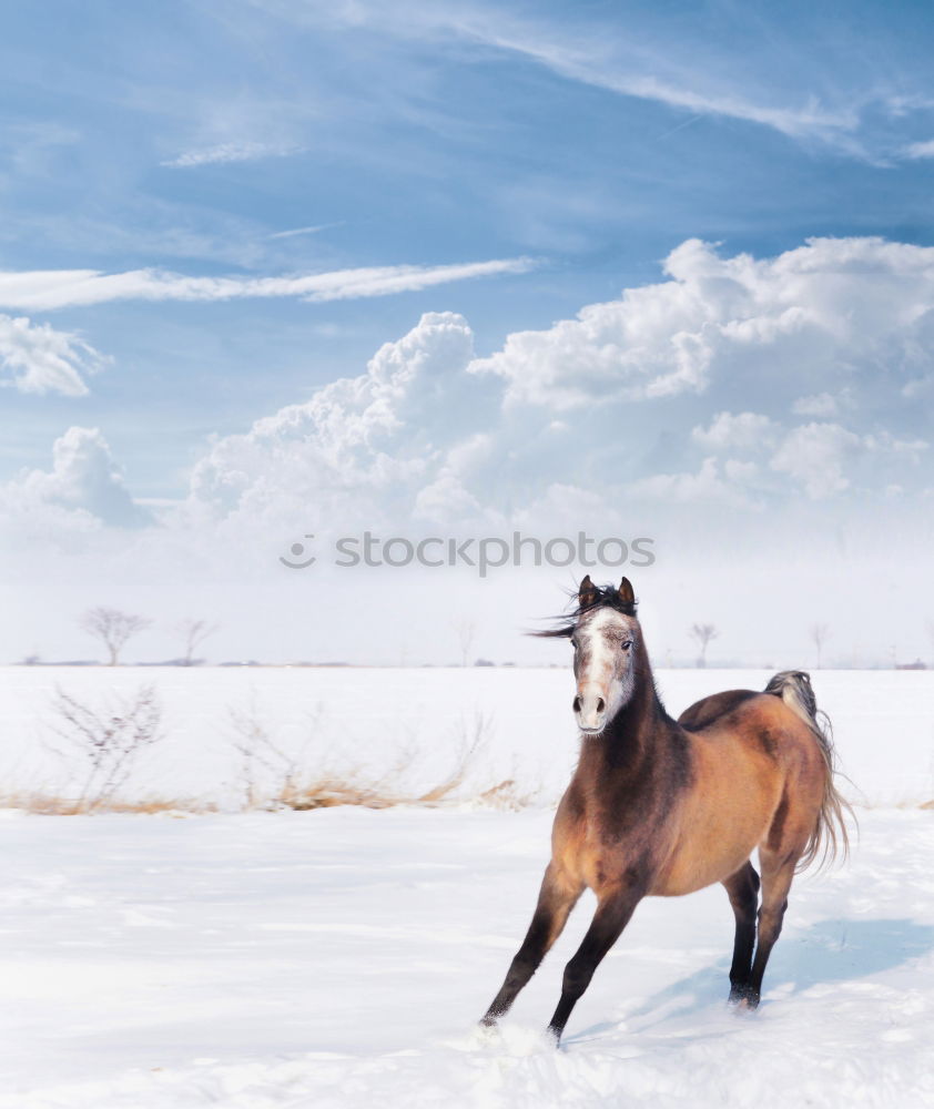 Similar – Happy horses (5) Sky