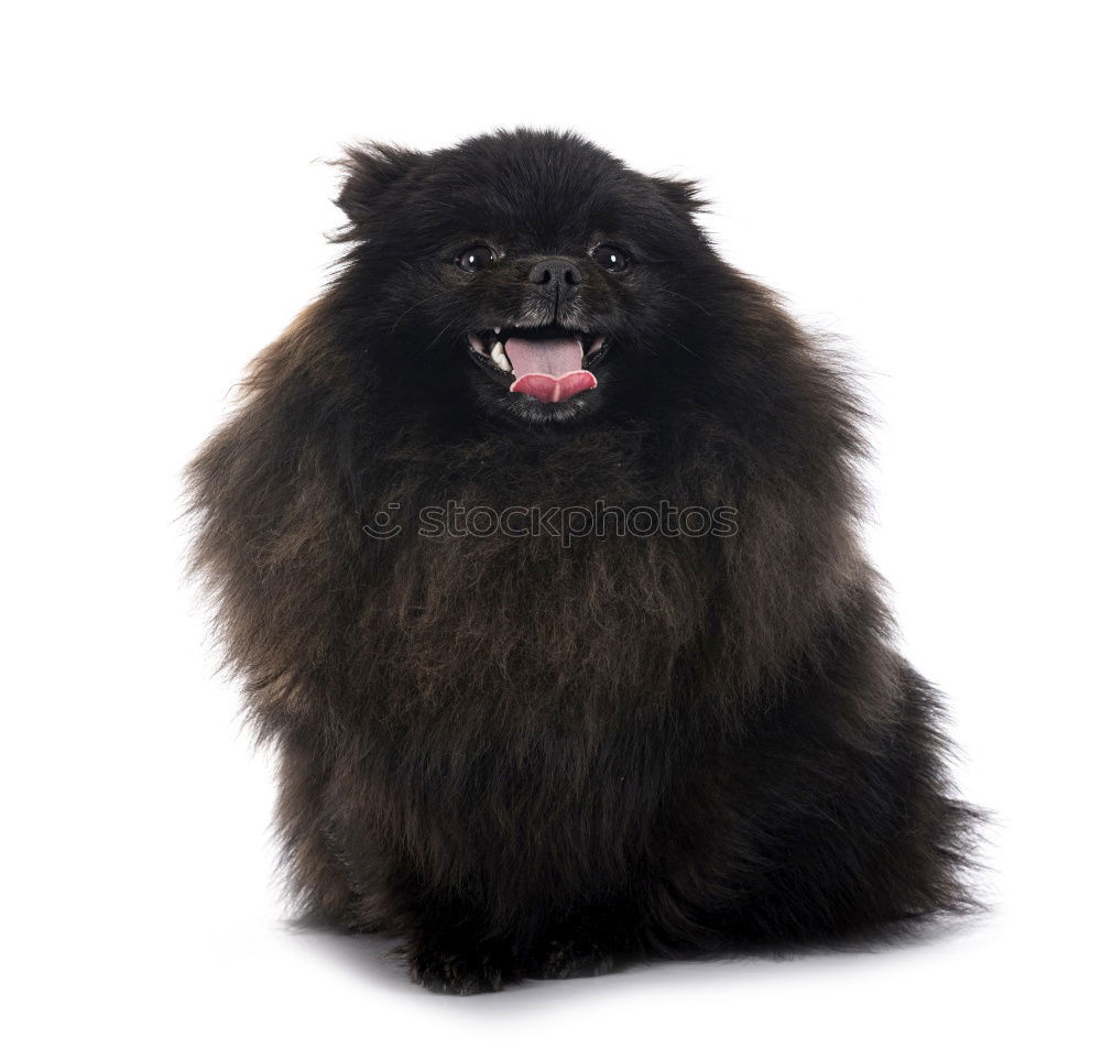 Similar – Foto Bild bleib mir fern Hund