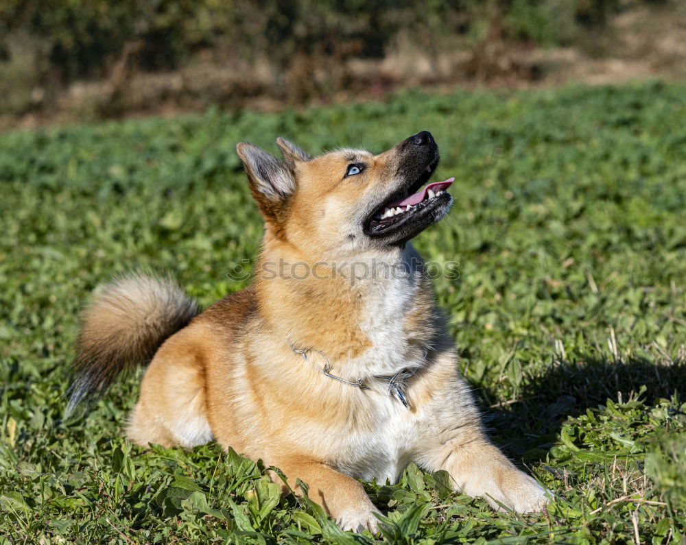 Similar – Image, Stock Photo A gray and white young Australian Shepherd dog with black and light brown spots stands on his paws and looks to the right against a blurred background.